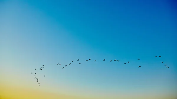 Aves voadoras de silhueta — Fotografia de Stock