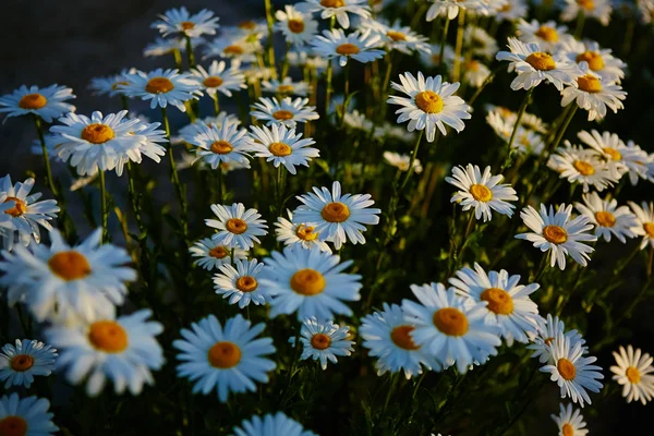 Lovely blossom daisy flowers background. — Stock Photo, Image