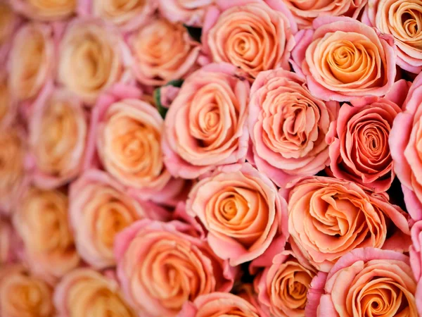 Gyönyörű narancssárga Rózsa — Stock Fotó