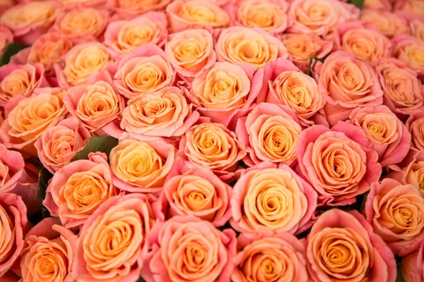 Schöne orange Rose — Stockfoto