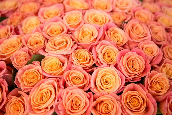 美丽的橙色玫瑰 — 图库照片