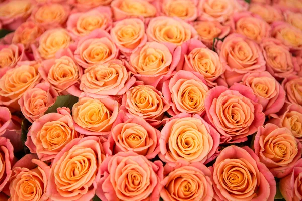 Schöne orange Rose — Stockfoto