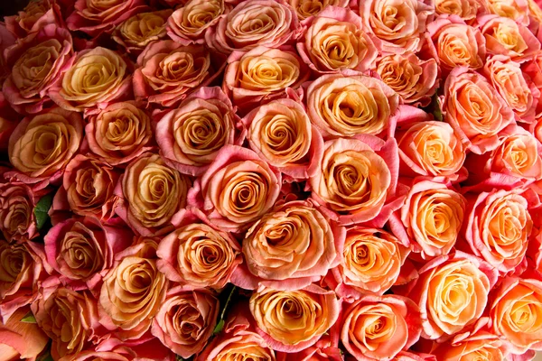 Schöne orange Rose — Stockfoto