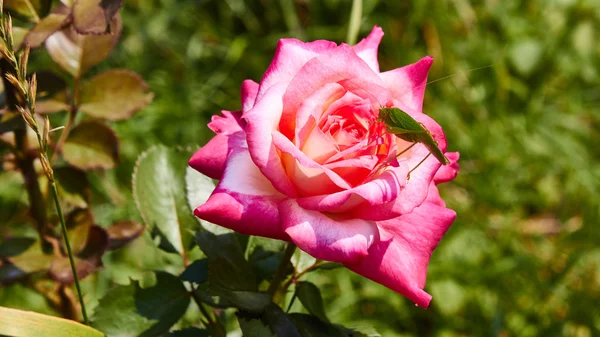 Vårtbitares gräshoppa cantans på en Rosa Ros. — Stockfoto