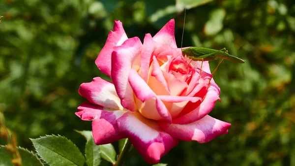 Katydid Tettigonia cantões em uma rosa rosa . — Fotografia de Stock