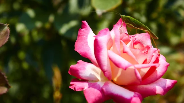 Katydid pasikonik śpiewający na pink rose. — Zdjęcie stockowe