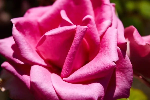 Velvet różowych róż Walentynki — Zdjęcie stockowe