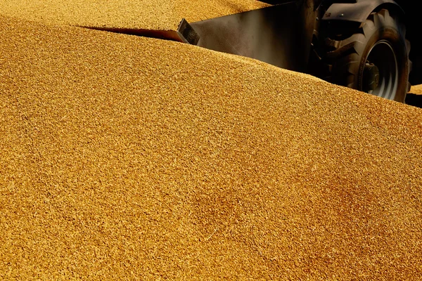 Granos de trigo en primer plano — Foto de Stock