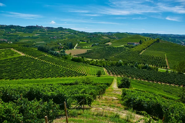 Chianti viñedo paisaje —  Fotos de Stock