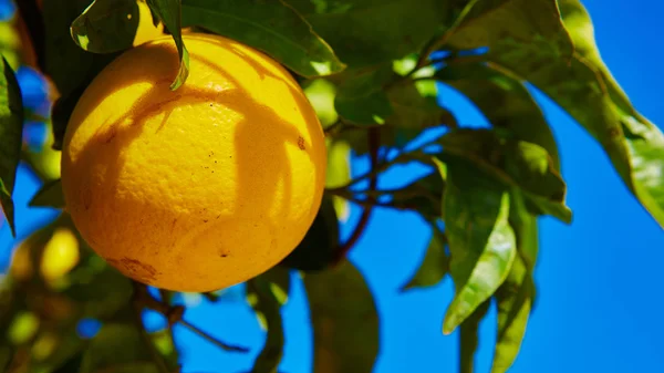 De oranje boom — Stockfoto