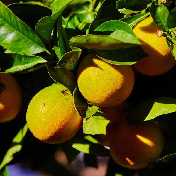 オレンジの木 — ストック写真