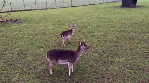 Close-up top down shot van herten familie grazen in het park, op zoek naar camera. — Stockvideo