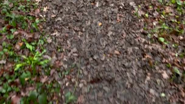 Pov de cima para baixo tiro de pessoa andando no caminho da floresta úmida lamacenta com folhas caindo — Vídeo de Stock