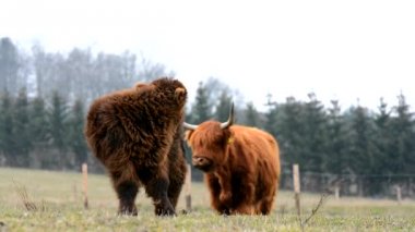 Yayla kıvırcık inek