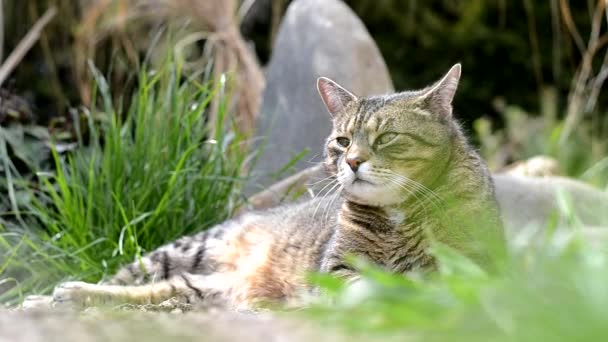 graue süße Katze liegt auf dem Garten
