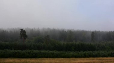 Sabah sonbahar sis akan şebeke üzerinden orman