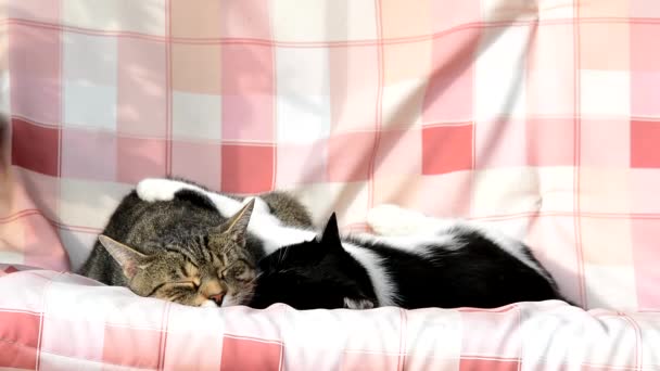 Dos lindos gatos balanceándose en un columpio — Vídeo de stock