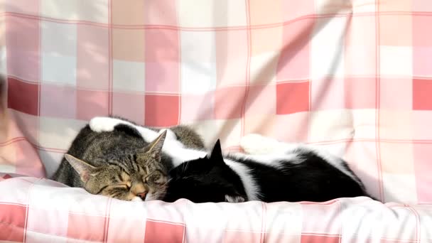 Twee schattige katten swingen op een schommel — Stockvideo