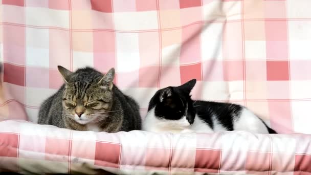 Twee schattige katten swingen op een schommel — Stockvideo