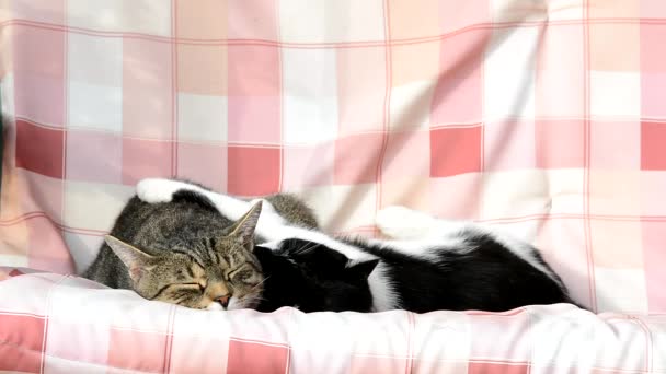 Δύο χαριτωμένα γάτες ταλαντώσεις σε μια κούνια — Αρχείο Βίντεο
