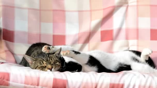 Dvě roztomilé kočky houpání na houpačce — Stock video