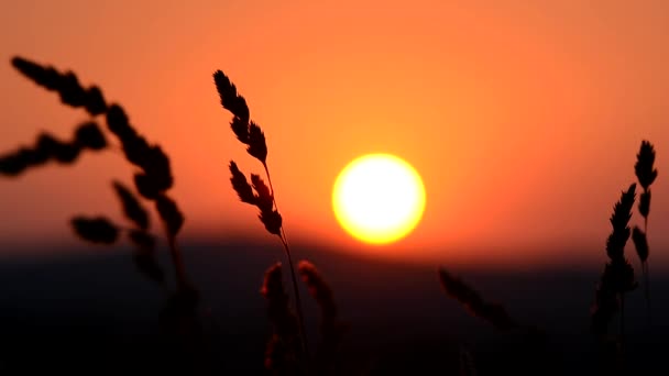 coucher de soleil dans les champs