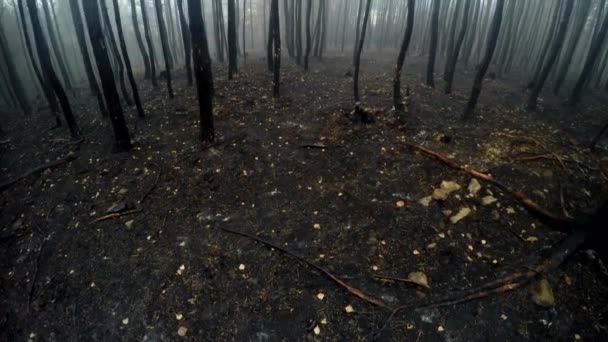Spáleného lesa v podzimní mlha — Stock video