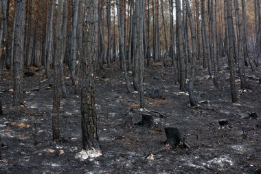 Sonbahar sisin içinde yanan orman
