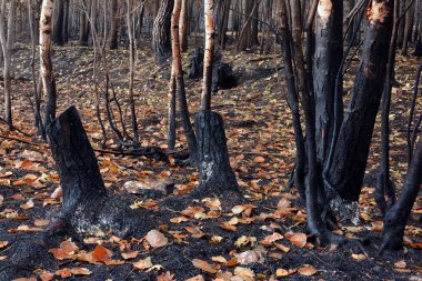 Sonbahar sisin içinde yanan orman