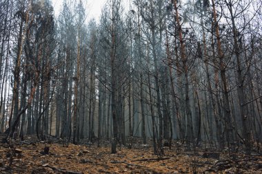 Sonbahar sisin içinde yanan orman