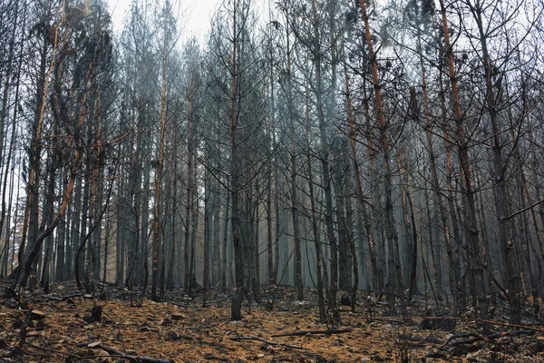 Foresta bruciata nella nebbia autunnale — Foto Stock