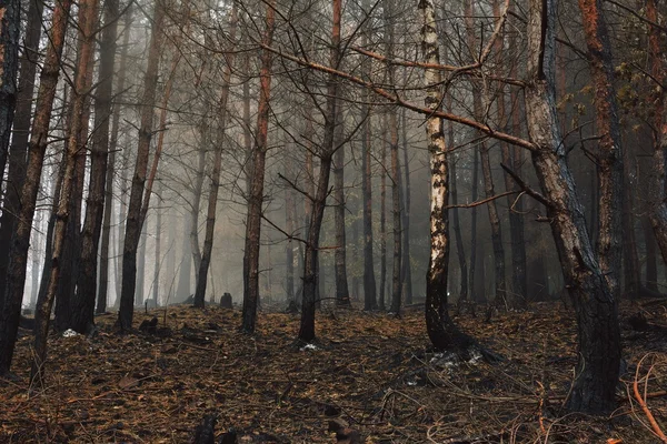 Foresta bruciata nella nebbia autunnale — Foto Stock