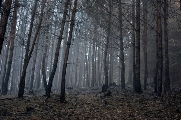 Foresta bruciata nella nebbia autunnale — Foto Stock