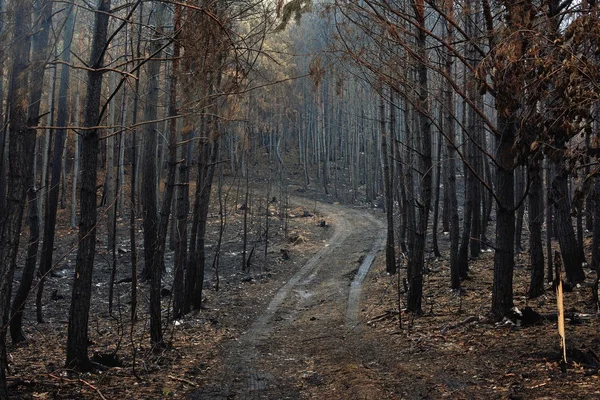 Brända skogen i höst dimma Royaltyfria Stockfoton