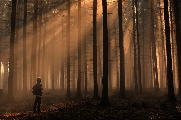 Hombre en hermoso bosque de otoño brumoso con rayos de sol —  Fotos de Stock