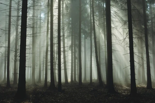 Прекрасні сонячні промені через дерева в осінньому туманному лісі — стокове фото