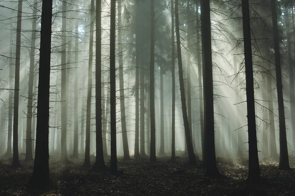 Bei raggi di sole attraverso gli alberi in autunno foresta nebbiosa — Foto Stock