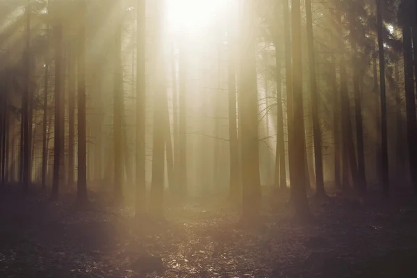Bei raggi di sole attraverso gli alberi in autunno foresta nebbiosa — Foto Stock