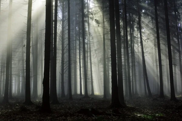 Прекрасні сонячні промені через дерева в осінньому туманному лісі — стокове фото