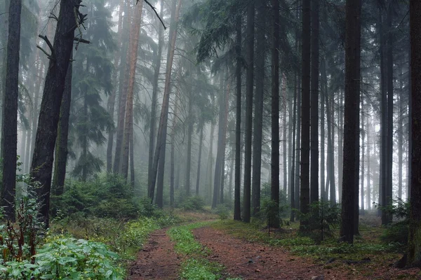 Bei raggi di sole attraverso gli alberi in autunno foresta nebbiosa — Foto Stock