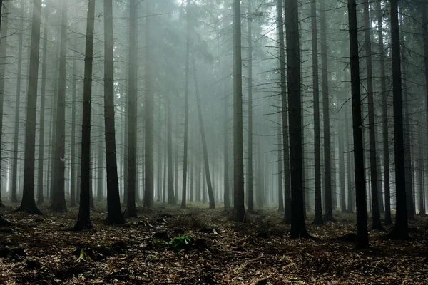 Bei raggi di sole attraverso gli alberi in autunno foresta nebbiosa — Foto Stock