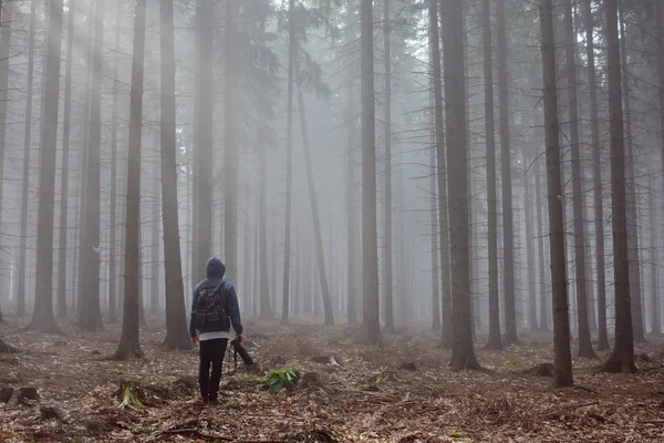 Photographe de belle forêt brumeuse d'automne — Photo