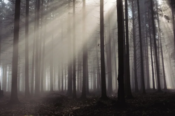 Vackra solens strålar genom träden i höst dimmig skog Stockfoto