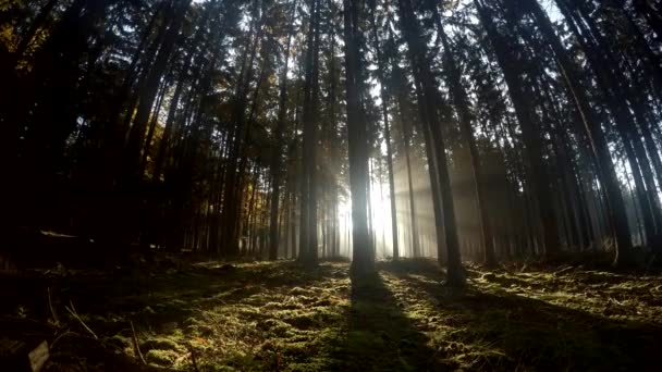 Vue panoramique des rayons de soleil rayonnant à travers la forêt — Video