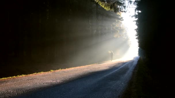 Чоловік біжить на сході сонця в туманному лісі . — стокове відео