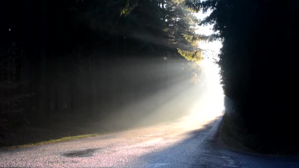 Nebliger Sonnenaufgang in einer Waldstraße — Stockvideo