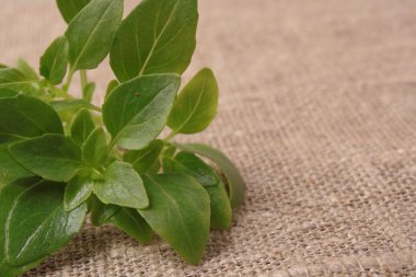 Doğal zemin üzerine taze fesleğen