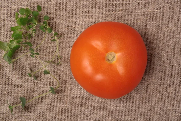 Kirschtomaten am Weinstock mit Oregano — Stockfoto