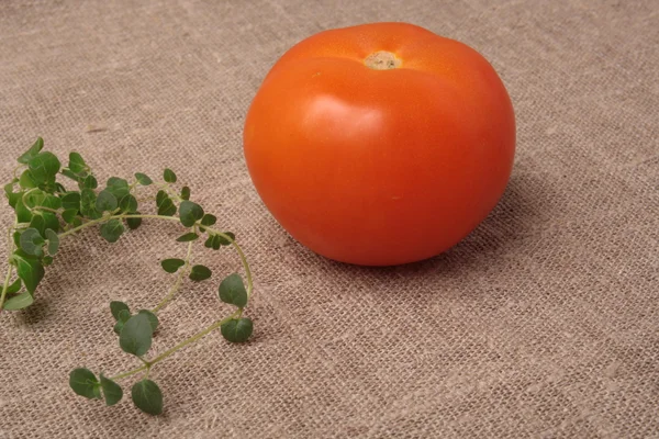 Kirschtomaten am Weinstock mit Oregano — Stockfoto