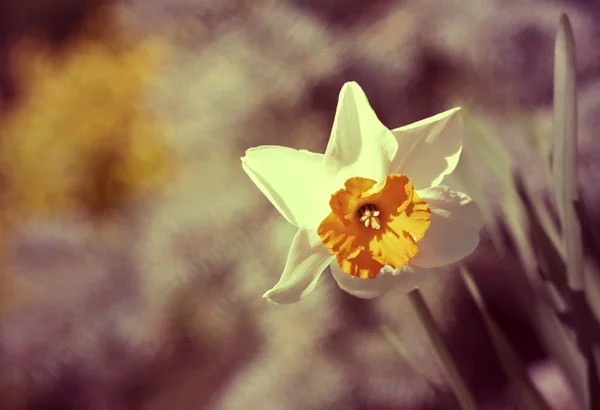 부활절 수 선화 꽃 — 스톡 사진
